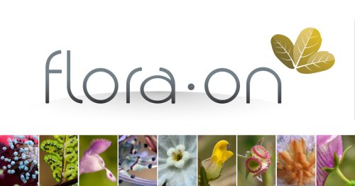 Flora-On | Flora de Portugal interactiva