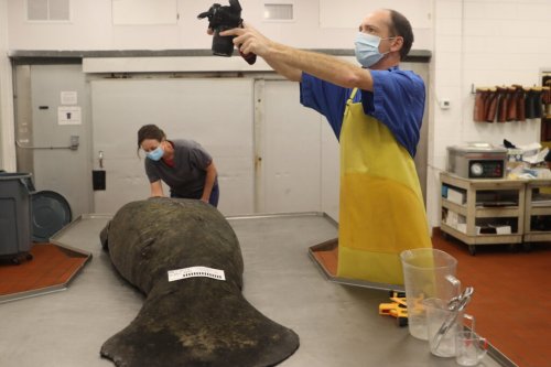 Judge finds manatee die-off proves Florida broke endangered species law