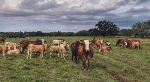 Florida legislators want to pave every rural spot left in the state