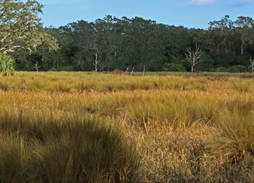 Conservation groups sound alarm on opaque, fast-tracked Guana River land swap plan