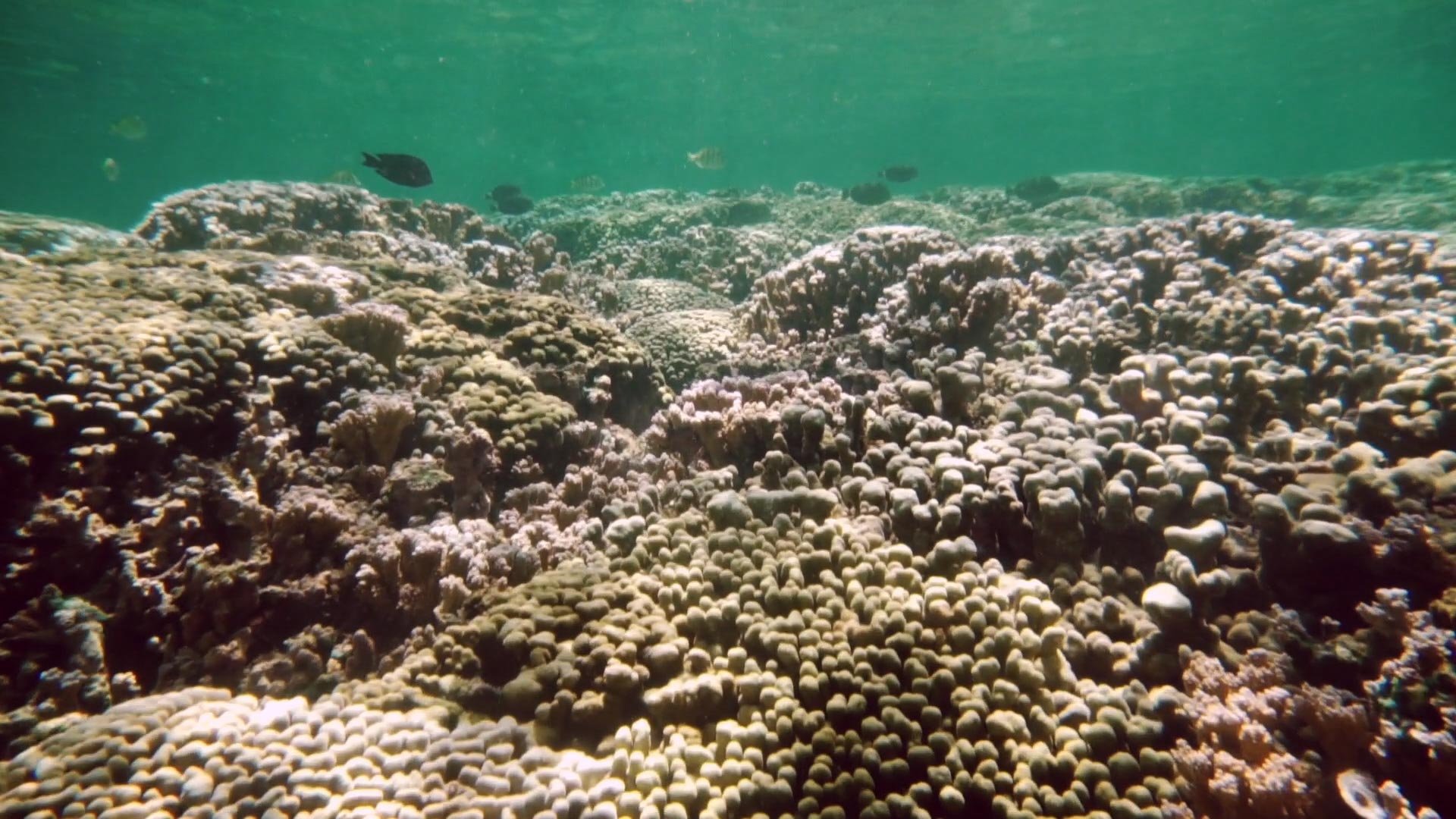 Developing Resilient Coral Reefs » FLUX