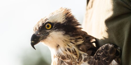 Naturschutzbund: Erster Fischadler-Nachwuchs seit 115 Jahren im Südwesten