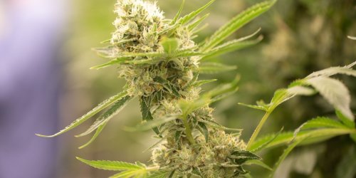 Wuppertal: Cannabis-Plantage entdeckt: 60 Kilogramm Marihuana