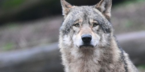 Umwelt: Verbände wollen Obergrenze bei wildlebenden Wölfen