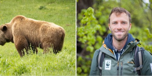 Braunbär kehrt zurück: WWF-Experte gibt Überlebenstipps für Begegnungen mit Bären