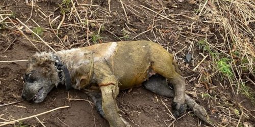 Polizeiinspektion Stralsund: POL-HST: Toter Hund gefunden - Polizei sucht Zeugen