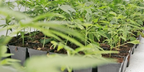 Hauptzollamt Duisburg: HZA-DU: Zollkontrolle: Mit über 630 Cannabispflanzen auf dem Weg zur Arbeit?