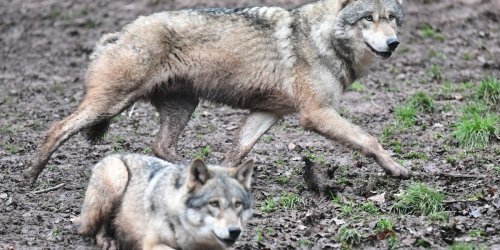 Tiere: Wolfs-Bestände wachsen: Backhaus für Schutzstatus-Prüfung