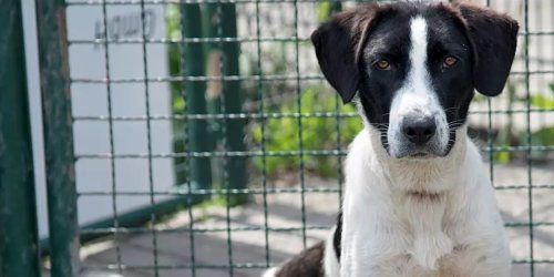 Bamberg: Hund Leon hatte endlich Zuhause gefunden - nun landet er wieder im Tierheim