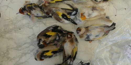 Zollfahndungsamt Essen: ZOLL-E: 22. Mai 2022 - internationaler Tag der biologischen Vielfalt - Zollfahndung Essen stellt artgeschützte Singvögel sicher