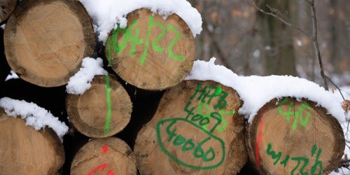 Forstwirtschaft: Spitzenpreise für edles Holz aus Sachsens Wäldern