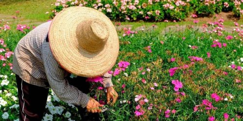 Sind pollenfreie Pflanzen sinnvoll?: Gärtnern trotz Pollenallergie: Tipps für allergikerfreundlichen Gartenbau