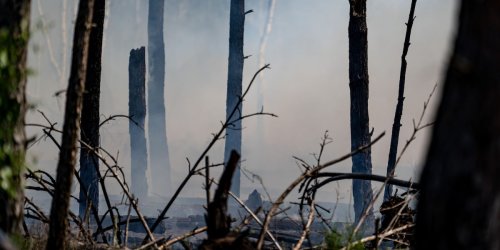 Naturschutz: Überwiegend hohe oder sehr hohe Waldbrandgefahr