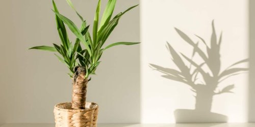 Wasser wird besser gespeichert: Pflanzen für fensterlose Zimmer: Diese Gewächse brauchen kaum Licht
