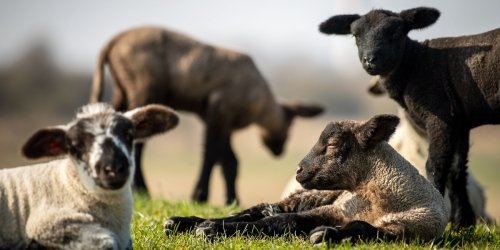 Prämie: 2022: Rund 2,3 Millionen Euro für Schaf- und Ziegenhalter