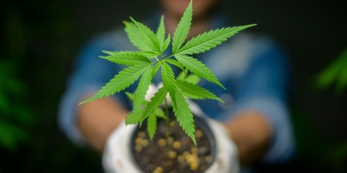 Neues Gesetz: Legalisierung von Cannabis soll erst in sechs Monaten kommen