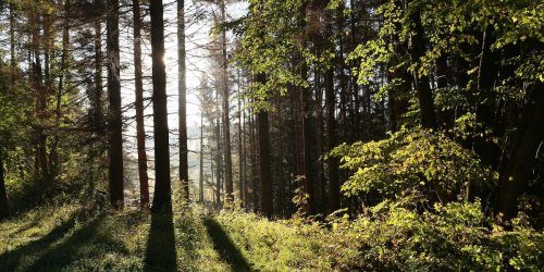 Forstwirtschaft: Waldfläche mit FSC-Siegel soll verdoppelt werden