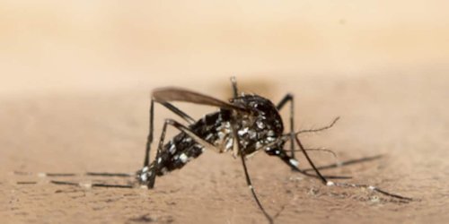 Folge des Klimawandels: Exotische Mücken bringen gefährliche Krankheiten nach Deutschland