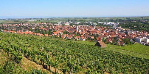 Tourismus: Elsass feiert 70. Geburtstag seiner Weinstraße