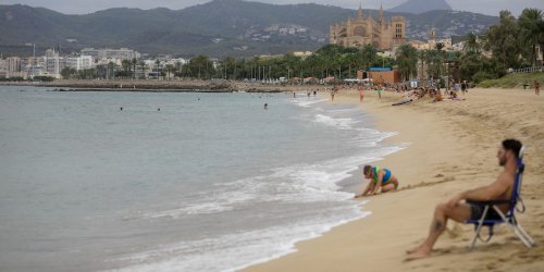 Ungebetene Gäste in Gärten, Balkonen und Terrassen: Auf Mallorca wird der Urlaub zur Qual - Experten machen nur wenig Hoffnung