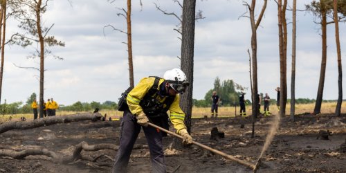 Gutachten: Totholz wirkte bei Waldbrand nicht als Beschleuniger