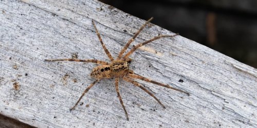 Nosferatu-Spinne: Giftiger Achtbeiner macht sich in Deutschland breit - Sichtungen unbedingt melden