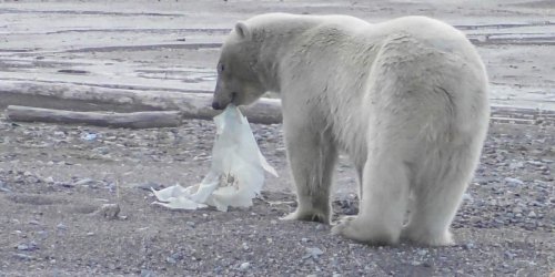 Was macht deutscher Plastikmüll in Spitzbergen?