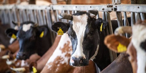 Kurioser Vorschlag: Umweltbundesamt liebäugelt mit Furz-Steuer für Kühe - Bauern sind fassungslos