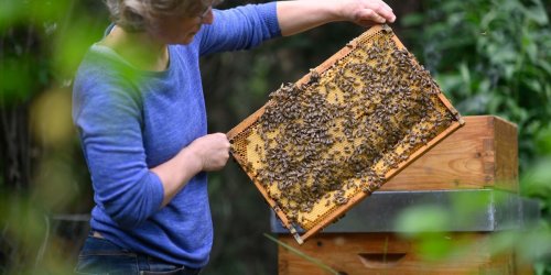 Tiere: Mehr Tierhaltungen: Plus bei Bienenvölkern und Geflügel
