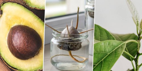 Vom Kern zur Pflanze: Avocado selber Pflanzen