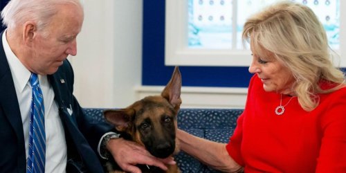 Drama im Weißen Haus: Nach Beißattacken: Joe und Jill Biden haben Hund Commander weggegeben
