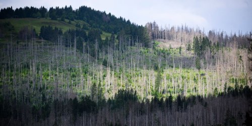 Harz: Baumsterben hat keine merklichen Auswirkungen auf Buchungen