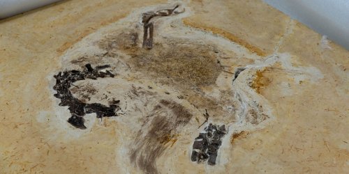 Wissenschaft: Wohl illegal beschafftes Fossil an Brasilien zurückgegeben