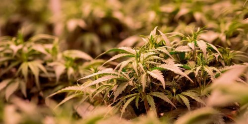 Stromausfall führt zu Cannabis-Plantage und Amphetaminen