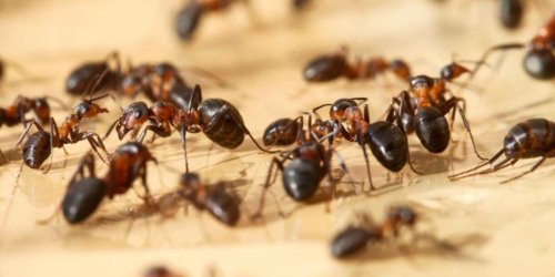 Ganz ohne Chemie: So schützen Sie Ihr Zuhause vor lästigen Ameisen - mit einfachen Hausmitteln