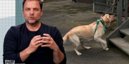 Martin Rütter verrät: Das hilft gegen Treppenpanik bei Hunden