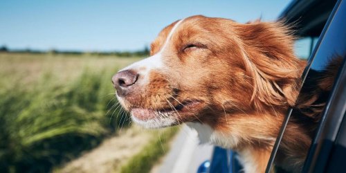 Reisen mit Hund: Darauf sollten Sie achten