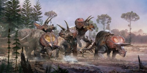 Der Triceratops lebte wirklich in Herden