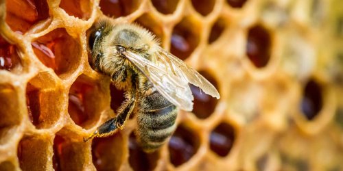 Bienen: Gefahr durch neue Virusmutante