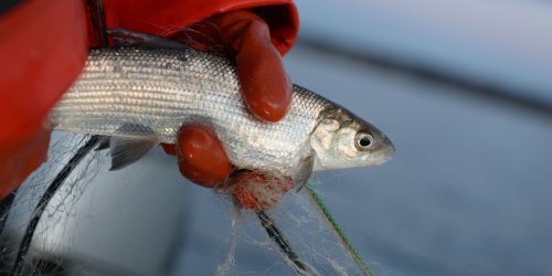 Fischerei: Debatte um ganzjährige Schonzeit für Felchen am Bodensee