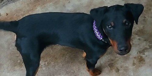 Bayreuth: Junger Hund „ganz verstört“ ins Tierheim gekommen: Besitzer nicht auffindbar