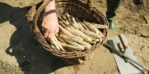 Ernährungsforscher Uwe Knop: Von Luxusgemüse zu Luxusproblem: Warum unser Spargel bald Geschichte sein könnte