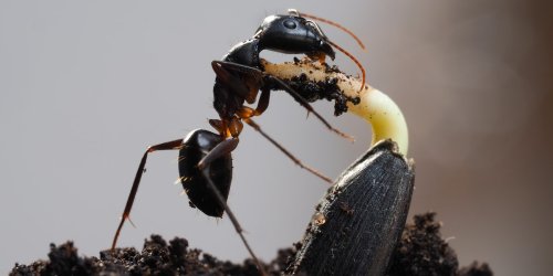Forschungsergebnis mit Folgen: Einsame Ameisen erleben mehr Stress und sterben früher
