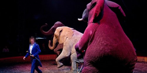 Mann beinahe zu Tode geprügelt: Drei Brüder nach eskalierter Zirkus-Fehde vor Gericht