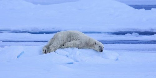 Besuch in der Eisbärmetropole: Ein neuer Fund im ewigen Eis wird für den „König der Arktis“ zur Gefahr