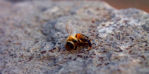 Pestizide: Tödlich für Bienen: Viele Blumen im Handel sind eine Giftfalle für die Tiere