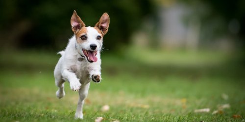 FOCUS-Online-Dogcast: Ungehorsam, eigensinnig, triebhaft: Das müssen Halter über die Hundepubertät wissen