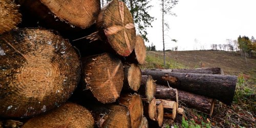 Forstwirtschaft: 5,9 Millionen Kubikmeter Schadholz aus Wäldern geräumt
