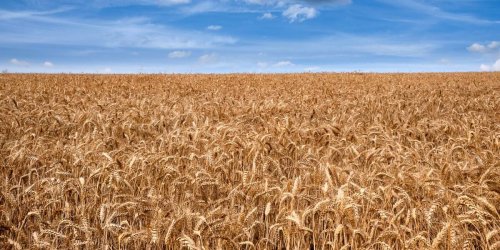 Engpass wegen Ukraine-Krieg: Zweitgrößter Produzent der Welt: Indien lockert Regeln für Weizenexportstopp