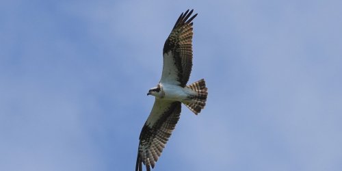 Tiere: Webcam filmt Fischadler an Groß Schauener Seen